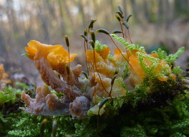 žilnačka oranžová Phlebia radiata Fr.