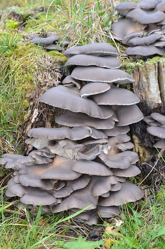 hliva ustricovitá Pleurotus ostreatus (Jacq.) P. Kumm.