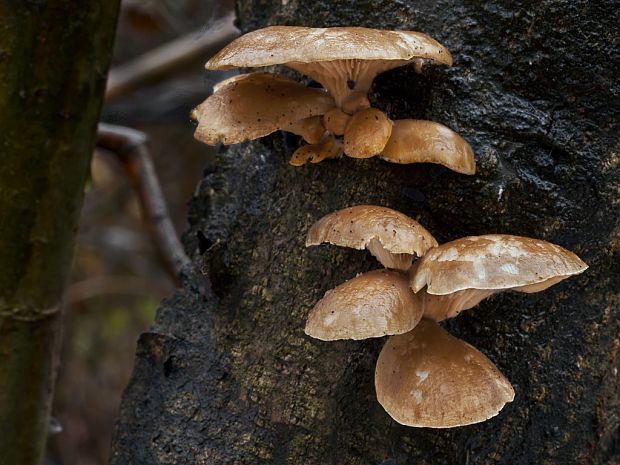 hliva ustricovitá Pleurotus ostreatus (Jacq.) P. Kumm.