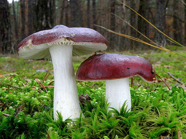 plávka horká Russula caerulea Fr.