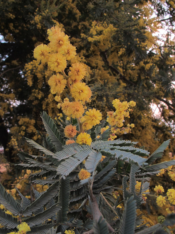 akácia Acacia karroo