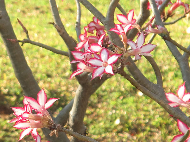 adénium mnohokveté Adenium multiflorum