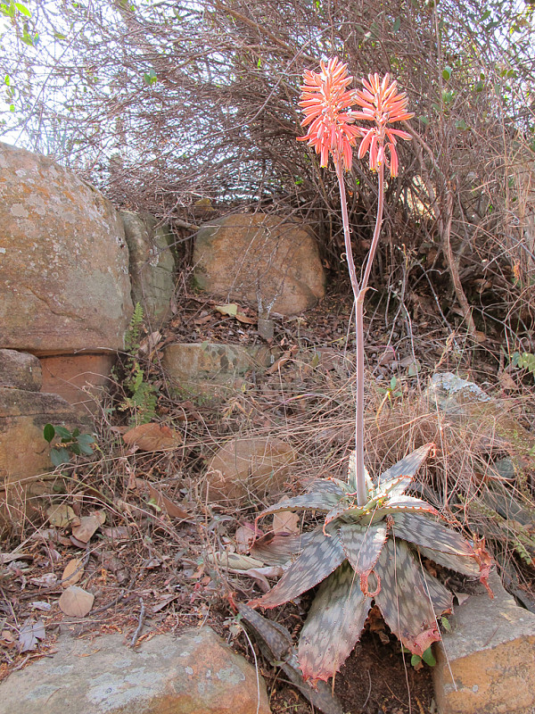 aloe Aloe greatheadii