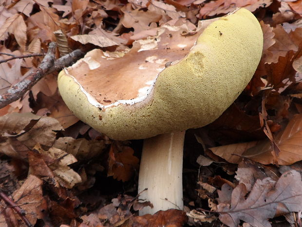 hríb smrekový Boletus edulis Bull.