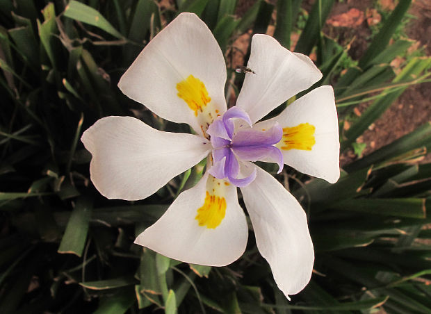 kosatcovité Dietes iridioides