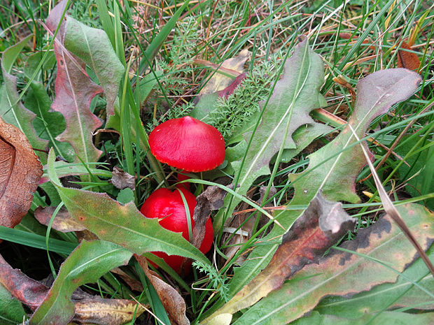 lúčnica šarlátová Hygrocybe coccinea (Schaeff.) P. Kumm.