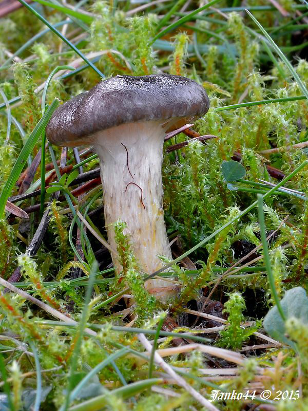 šťavnačka mrazová Hygrophorus hypothejus (Fr.) Fr.