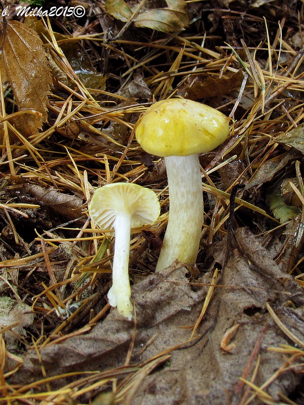 šťavnačka smrekovcová Hygrophorus lucorum Kalchbr.