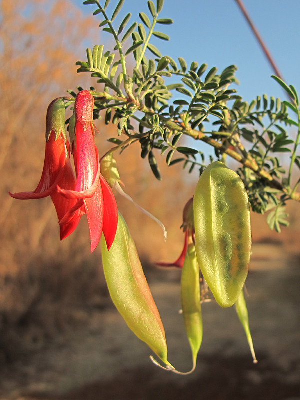 bôbovité Lessertia frutescens