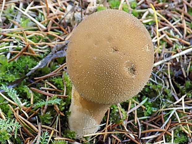 rozpadavec stopkatý Lycoperdon excipuliforme (Scop.) Pers.