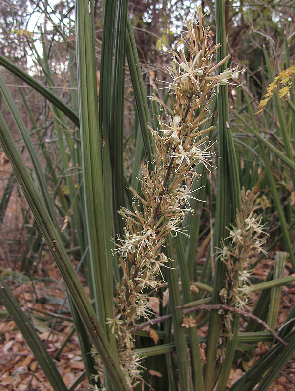 megnóliorasty Magnoliophyta div.