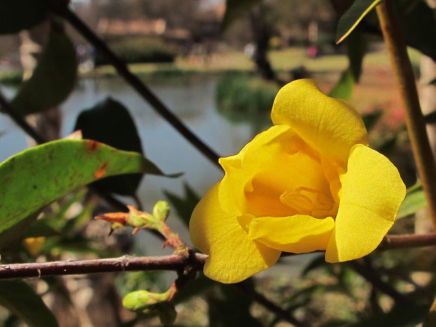 magnóliorasty Magnoliophyta div.