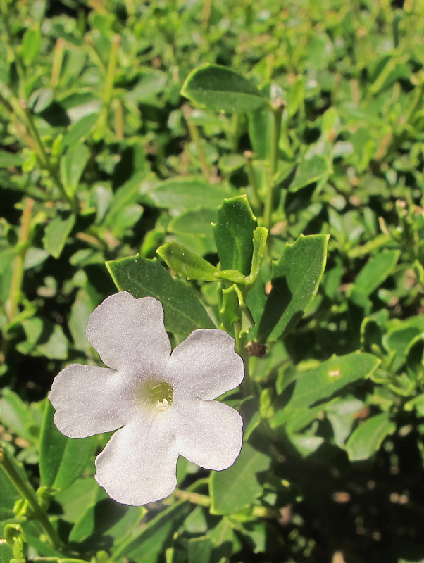 magnóliorasty Magnoliophyta div.