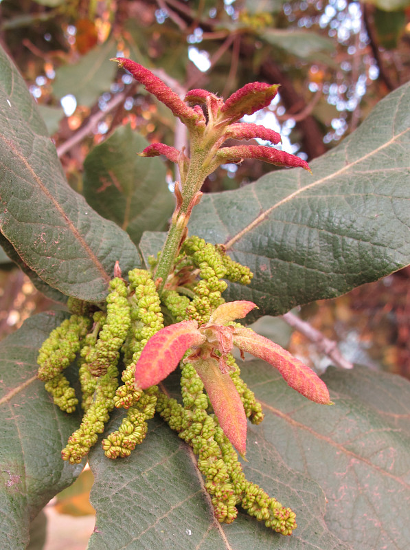 magnóliorasty Magnoliophyta div.