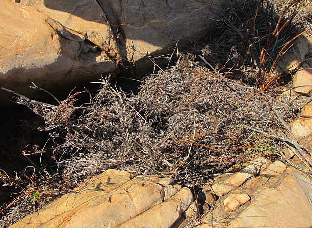 myrothamnus Myrothamnus flabellifolius