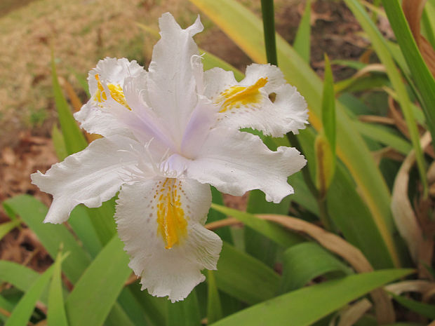 nomarika Neomarica bicolor