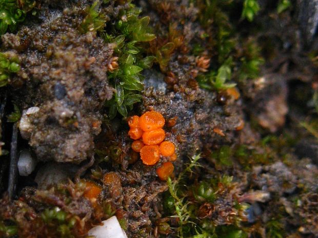 kvapka Octospora gyalectoides Svrček et Kubička