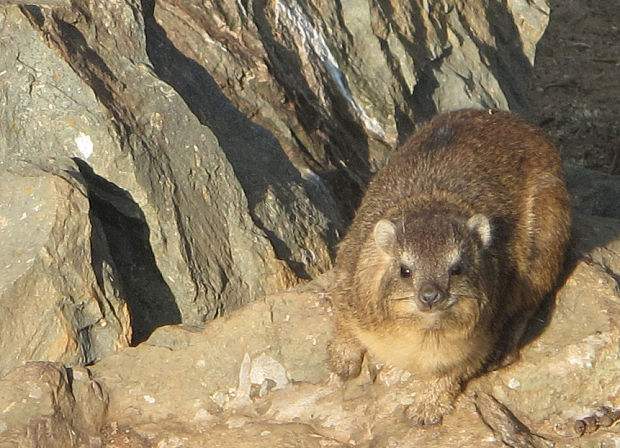 daman skalný Procavia capensis