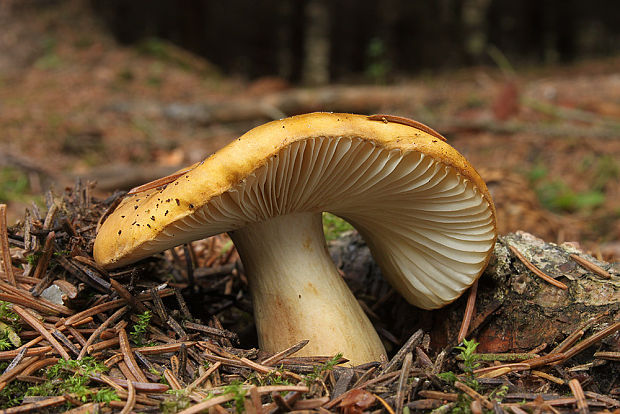 plávka hlinovožltá Russula ochroleuca Fr.