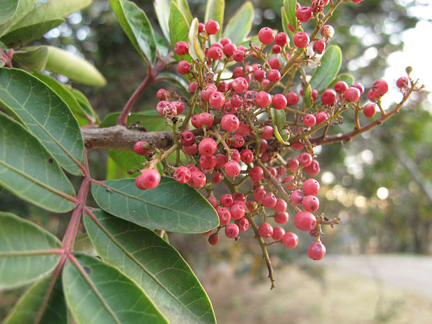 poprovec Schinus terebinthifolius