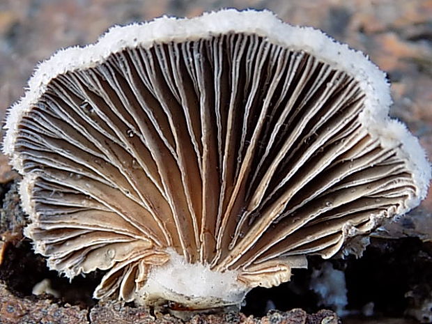 klanolupeňovka obyčajná Schizophyllum commune Fr.