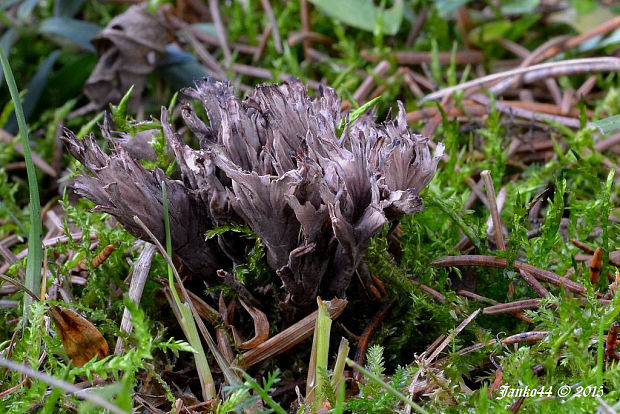 plesňovka smradľavá Thelephora palmata (Scop.) Fr.