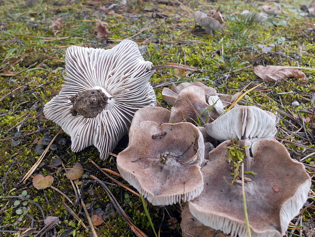 čírovka zemná Tricholoma terreum (Schaeff.) P. Kumm.