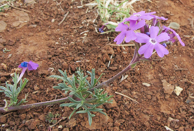 železník Verbena sp.