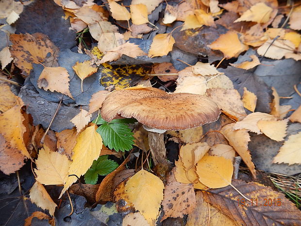 podpňovka obyčajná Armillaria mellea (Vahl) P. Kumm.