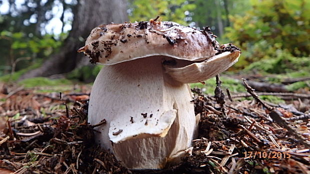 hríb smrekový Boletus edulis var. arenarius H. Engel, Krieglst. & Dermek 1983