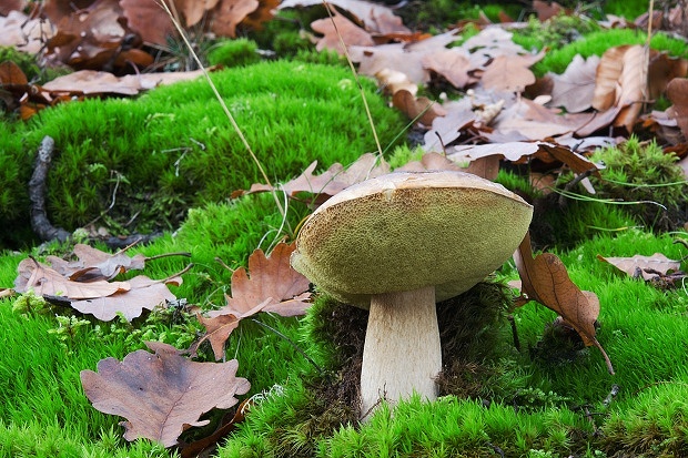 hríb smrekový Boletus edulis Bull.