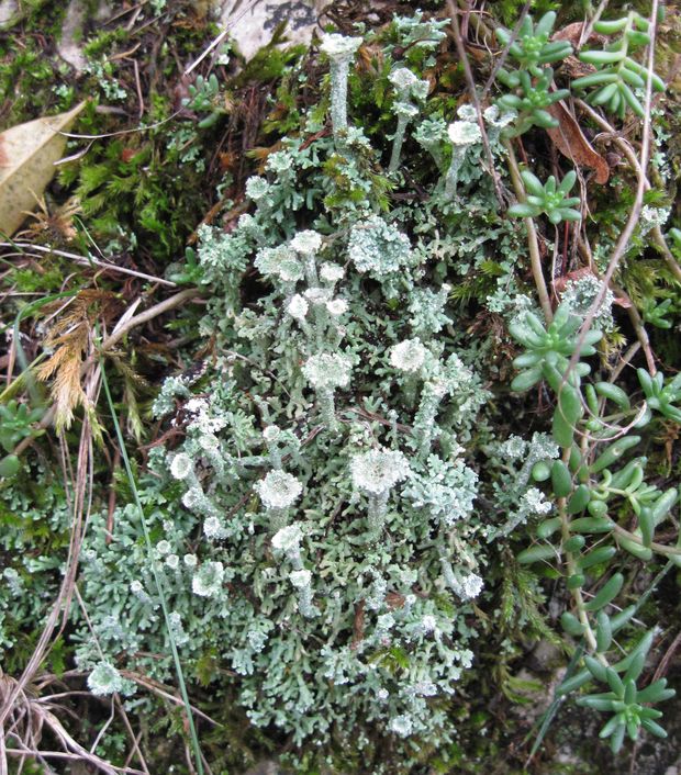 dutohlávka maďarská Cladonia magyarica Vain. ex Gyeln.