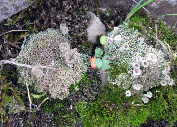 dutohlávka pritlačená  Cladonia pocillum (Ach.) Grognot