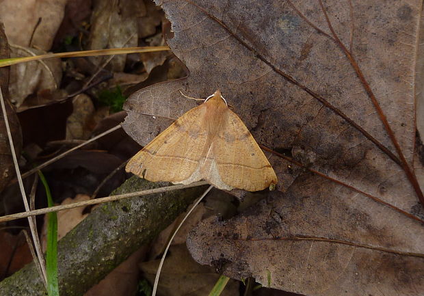 listnatka neskorá Colotois pennaria Linnaeus 1761