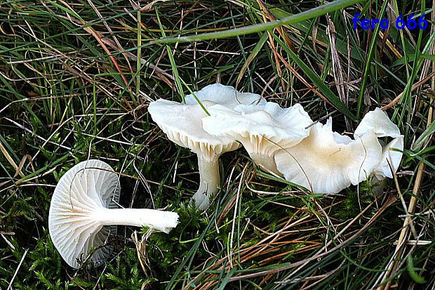 lúčnica snehobiela Cuphophyllus virgineus (Wulfen) Kovalenko