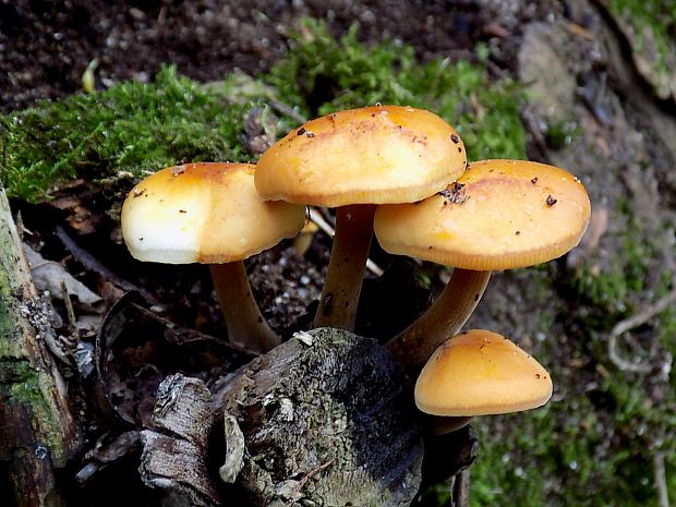 plamienka Flammulina sp.