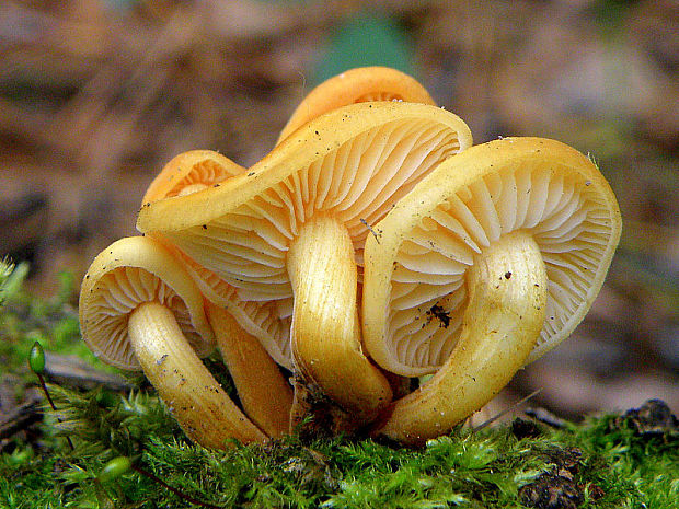 plamienka Flammulina sp.