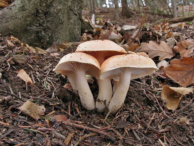 šťavnačka oranžová Hygrophorus abieticola Krieglst. ex Gröger & Bresinsky