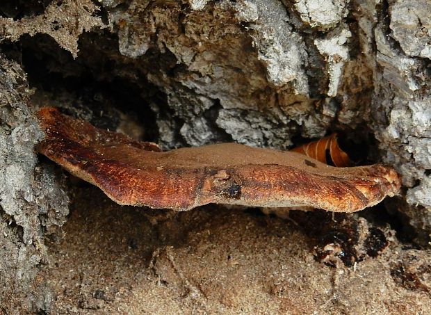 smolokôrovka buková Ischnoderma resinosum (Schrad.) P. Karst.