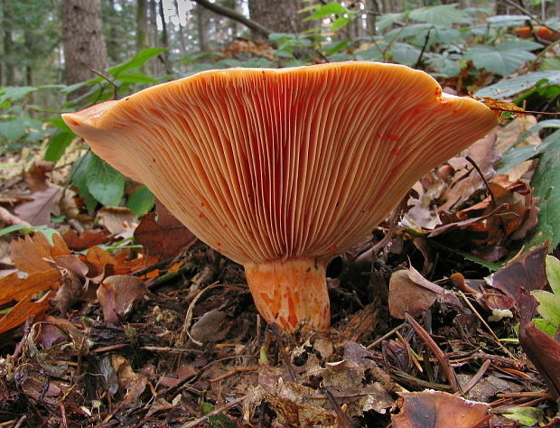 rýdzik jedľový Lactarius salmonicolor R. Heim & Leclair