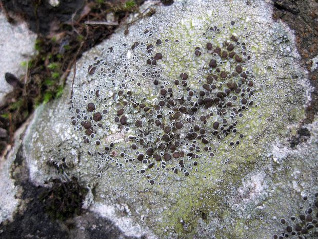 lekanora Lecanora campestris subsp. campestris (Schaer.) Hue