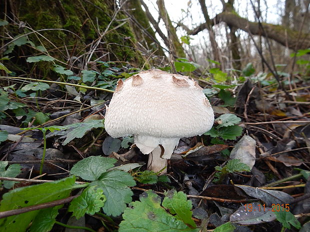 bedľa vysoká Macrolepiota fuliginosa (Barla) Bon