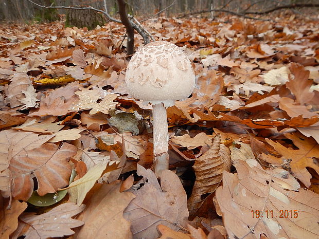 bedľa vysoká Macrolepiota fuliginosa (Barla) Bon