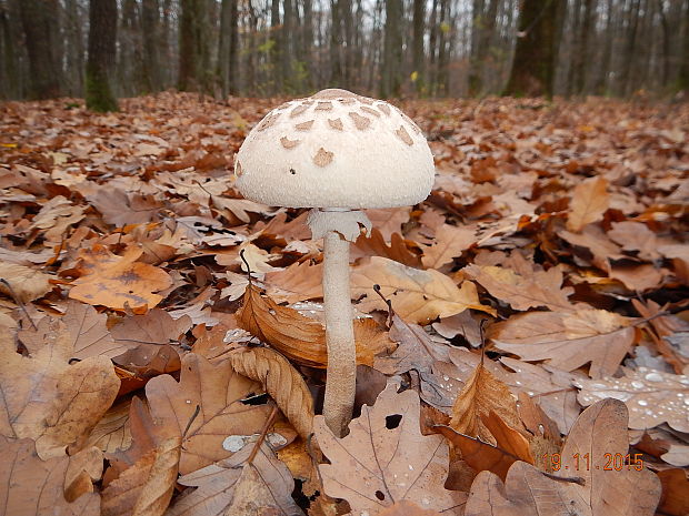 bedľa vysoká Macrolepiota fuliginosa (Barla) Bon