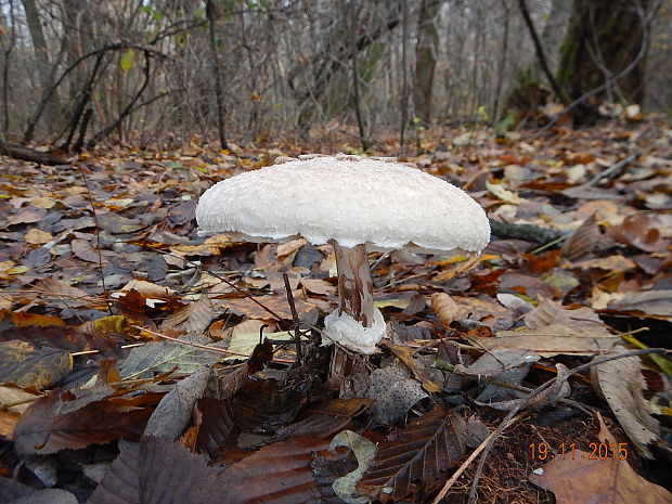 bedľa vysoká Macrolepiota procera (Scop.) Singer