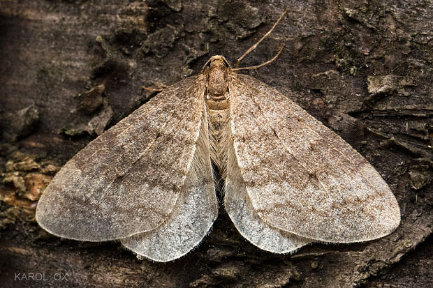 jesenica jesenná Operophtera brumata