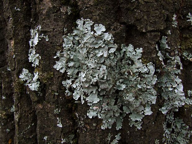 diskovka lipová Parmelina tiliacea (Hoffm.) Ach.