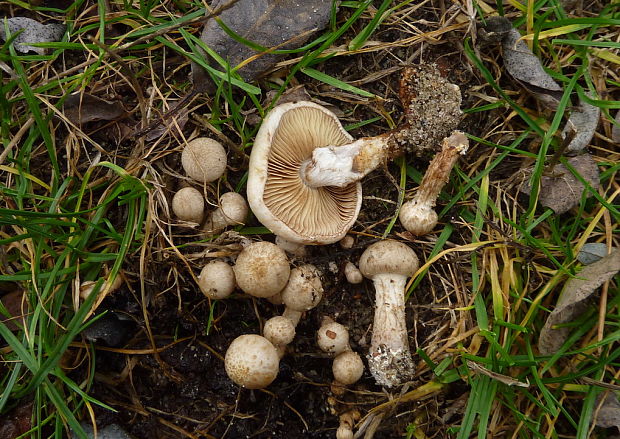 šupinovka gumová Pholiota gummosa (Lasch) Singer