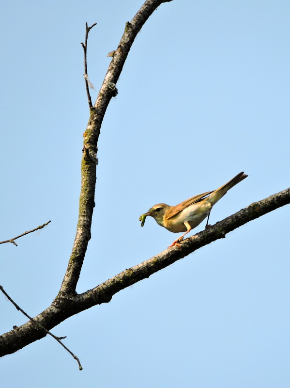 kolibkárik spevavý Phylloscopus trochilus