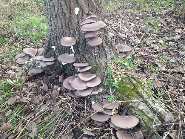 hliva ustricovitá Pleurotus ostreatus (Jacq.) P. Kumm.